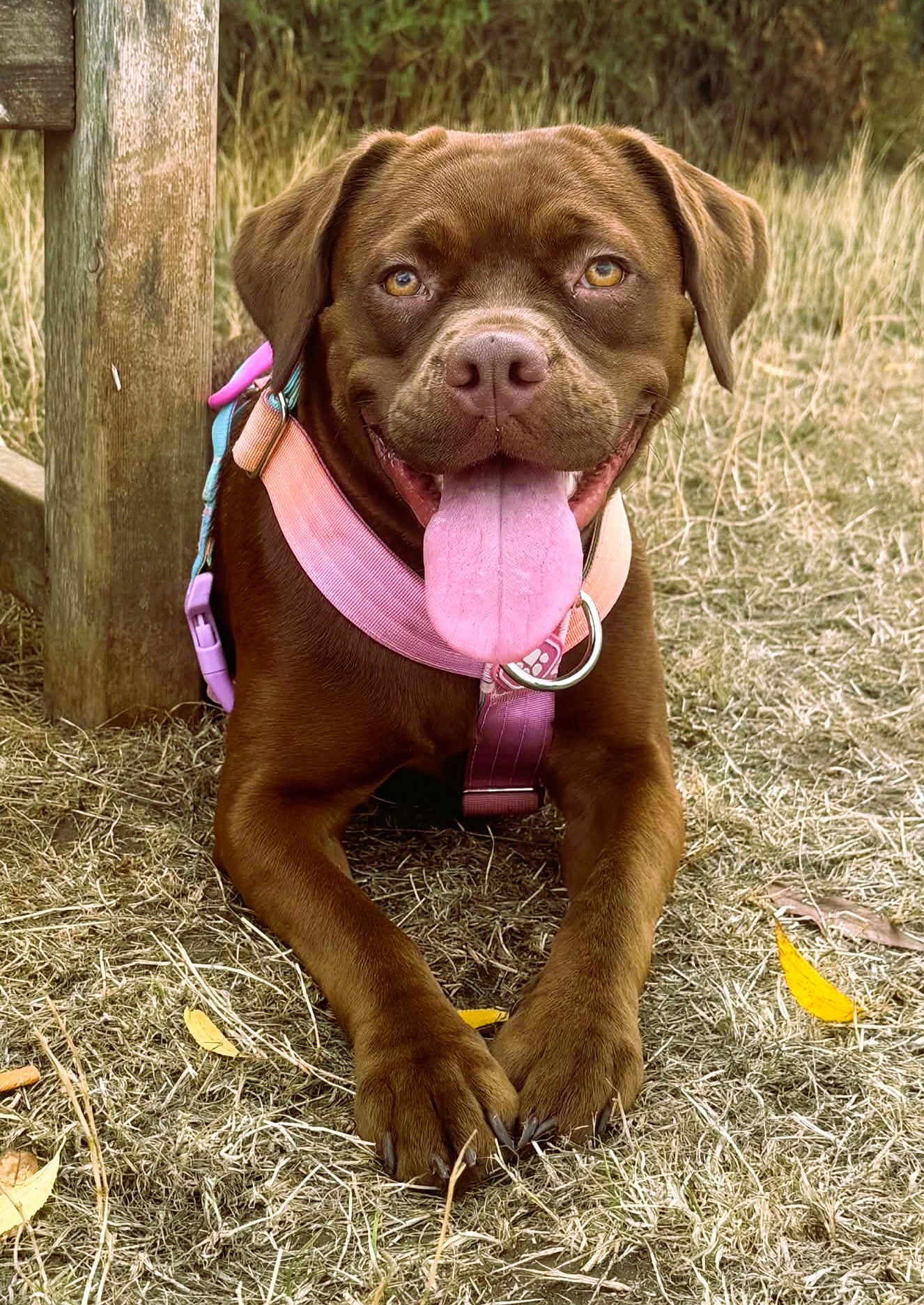 Zuma – Crossbreed