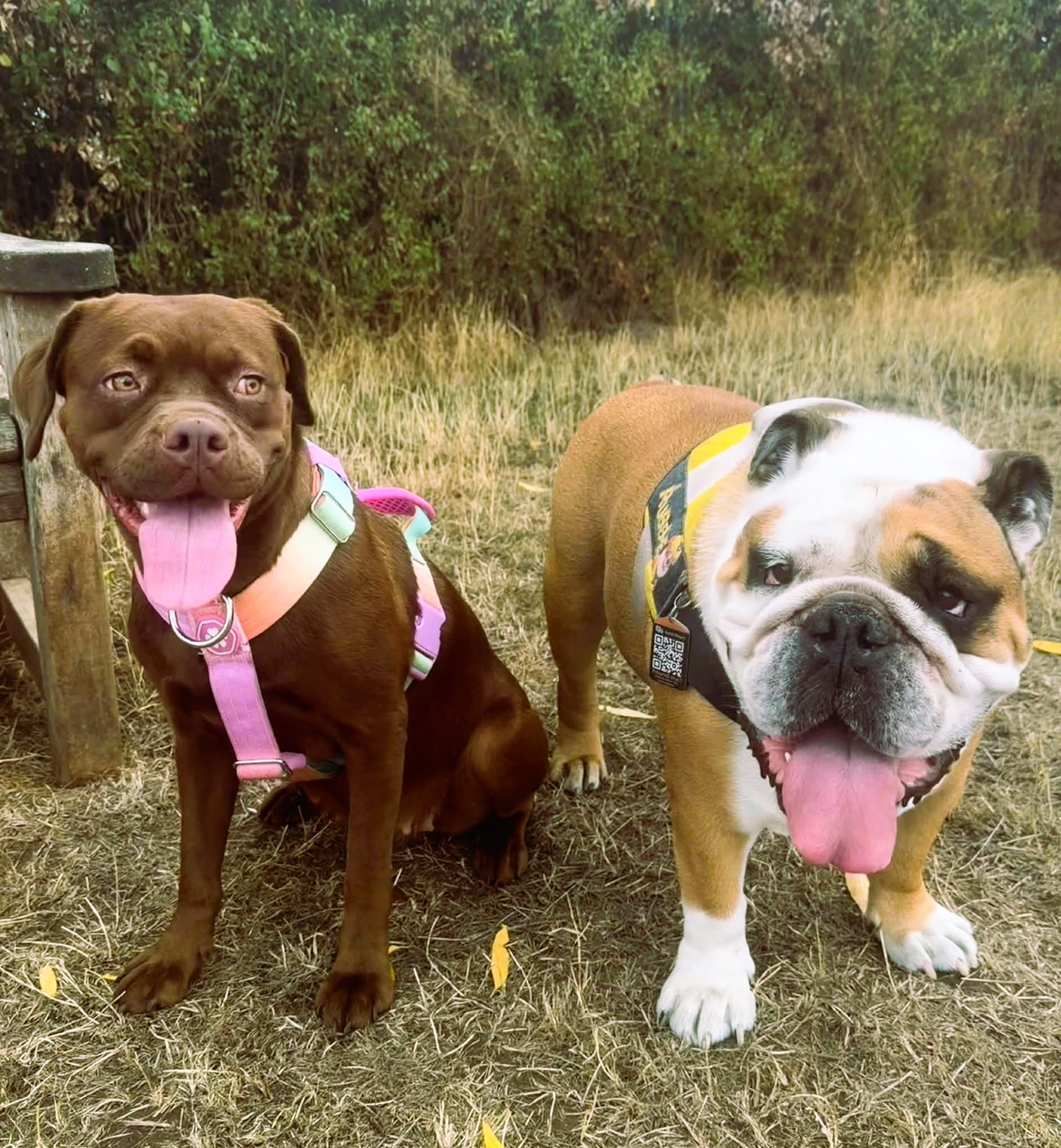 Zuma – Crossbreed