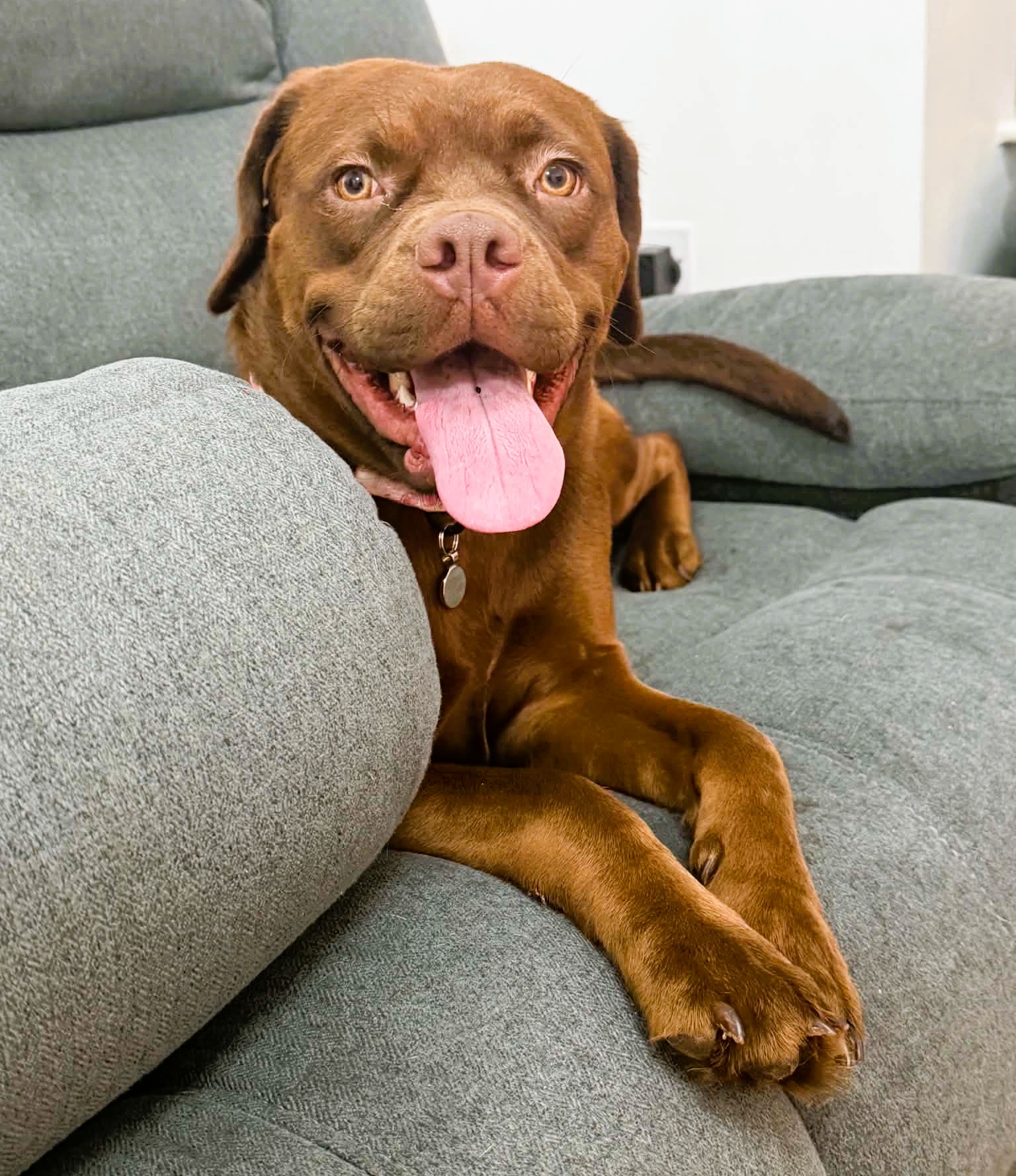 Zuma – Crossbreed
