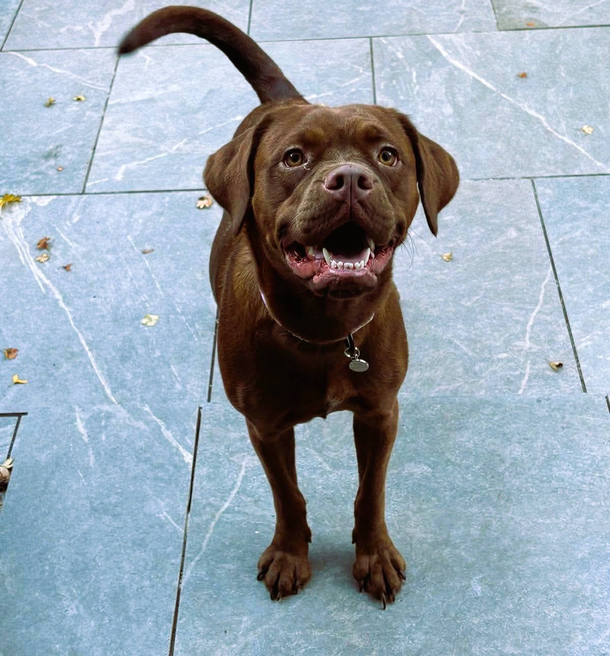 Zuma – Crossbreed