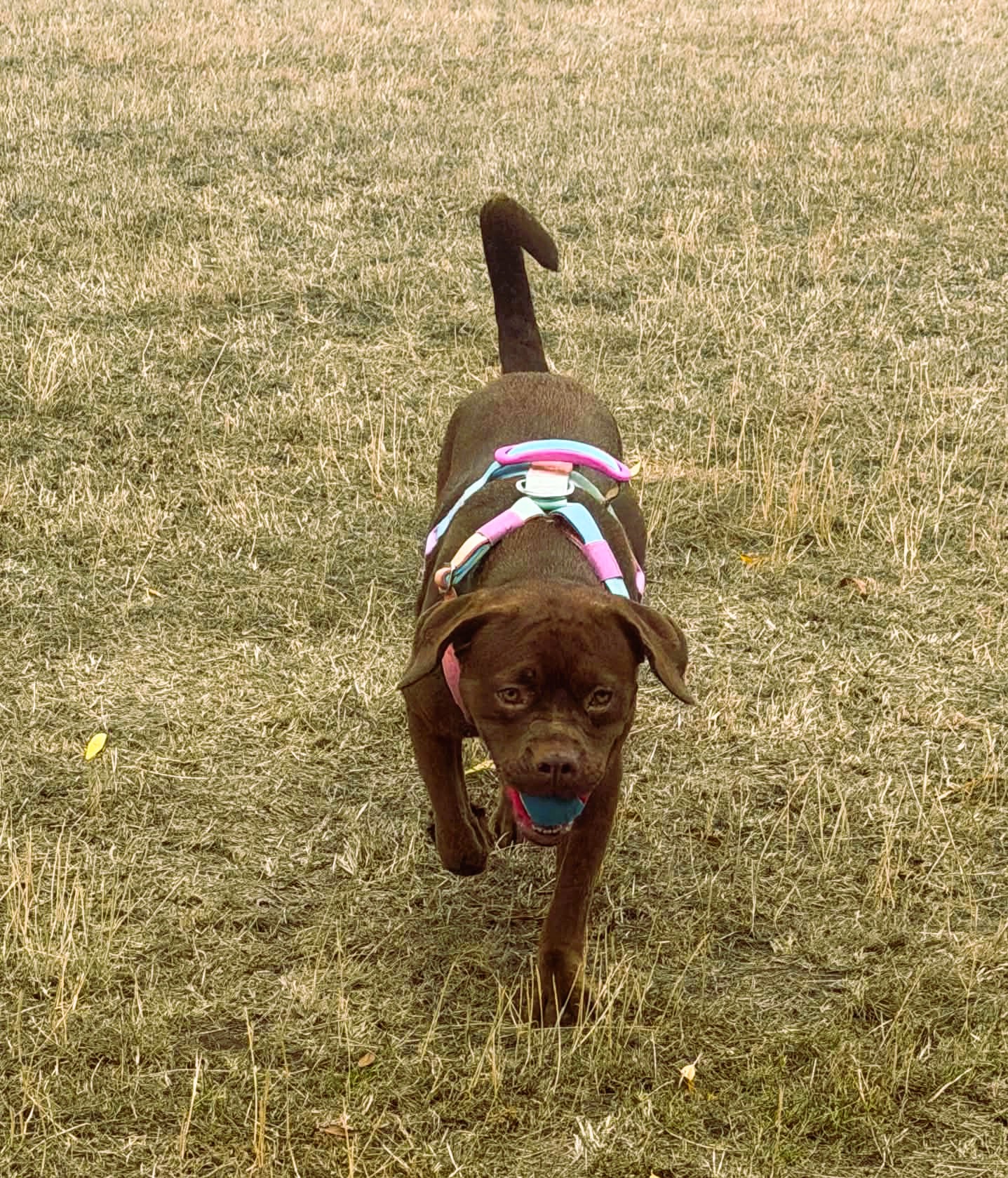 Zuma – Crossbreed