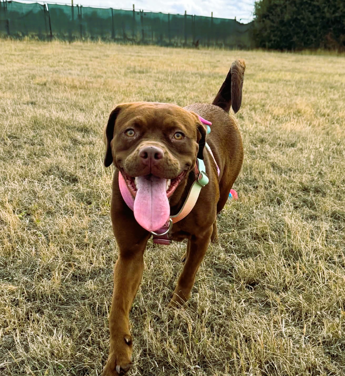 Zuma – Crossbreed