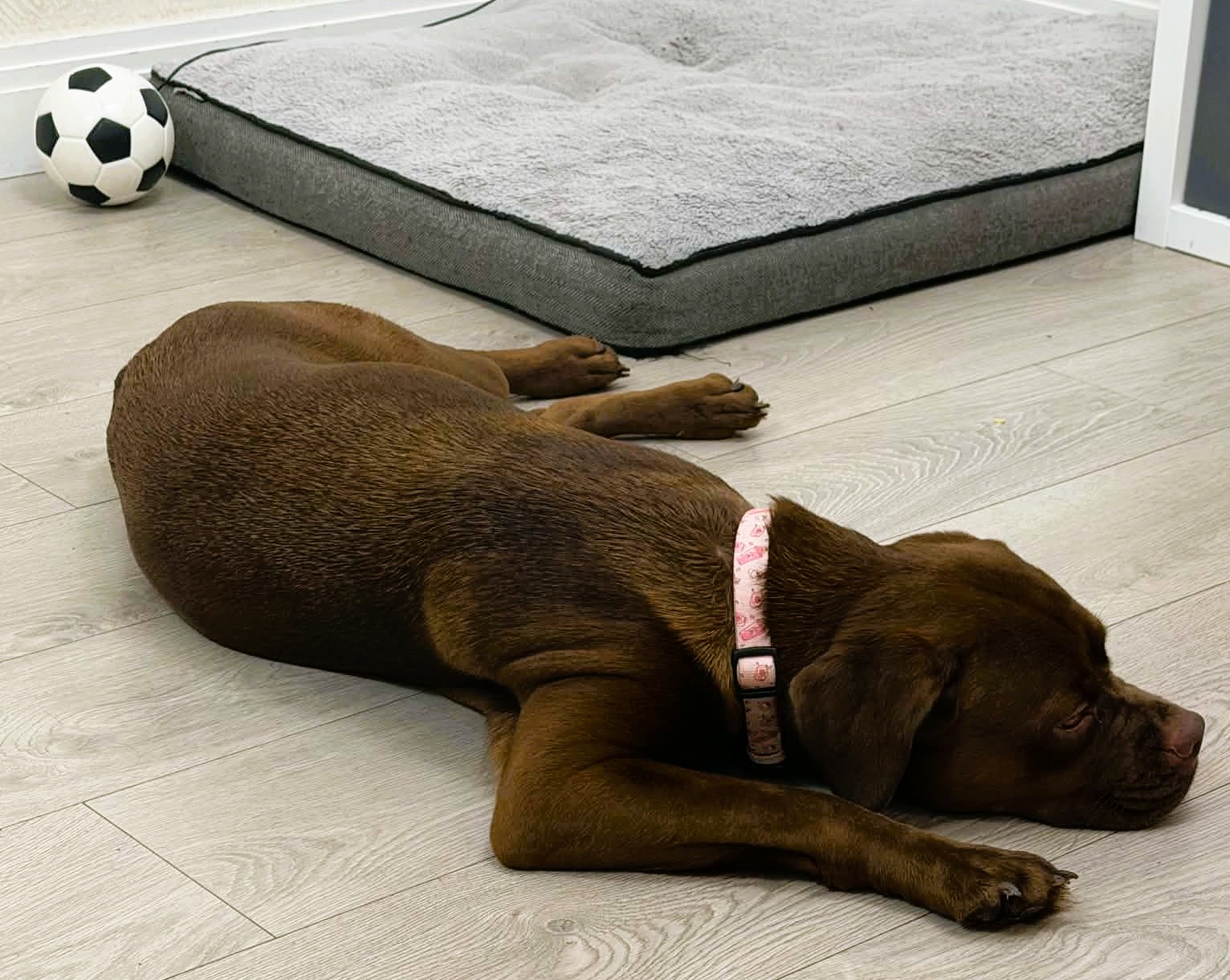 Zuma – Crossbreed